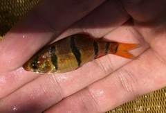 Desmopuntius hexazona