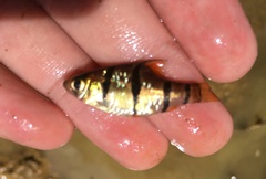 Desmopuntius hexazona