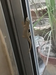 Hemidactylus brookii