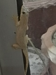 Hemidactylus brookii