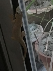 Hemidactylus brookii