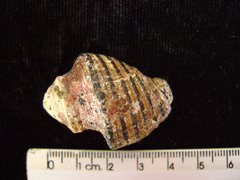 Opeatostoma pseudodon