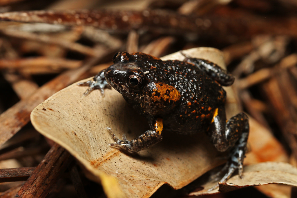 Martin's Toadlet