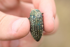 Julodis ehrenbergii