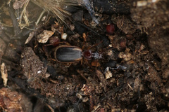 Cymindis axillaris