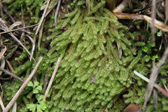 Philonotis sphaerocarpa