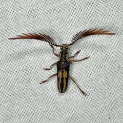 Piesarthrius marginellus