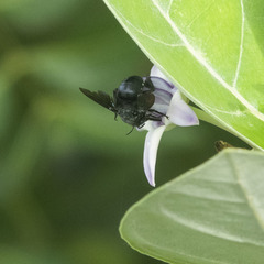 Amegilla violacea
