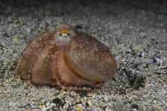 Amphioctopus burryi