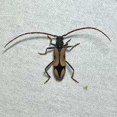 Phoracantha mitchelli