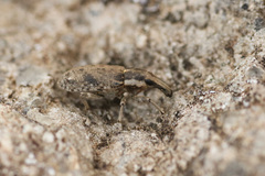 Asproparthenis punctiventris