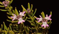Westringia cephalantha caterva