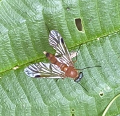 Chrysopilus ferruginosus