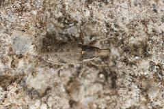 Asproparthenis punctiventris