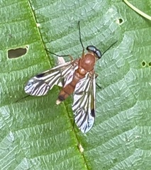 Chrysopilus ferruginosus