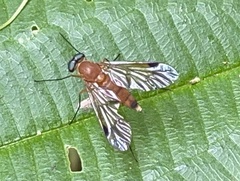 Chrysopilus ferruginosus