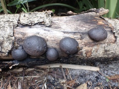 Daldinia concentrica