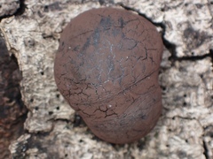 Daldinia concentrica