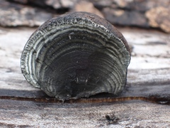 Daldinia concentrica