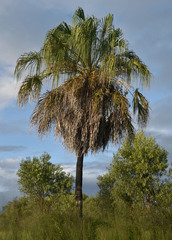 Livistona decora