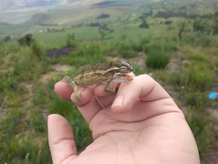 Bradypodion thamnobates