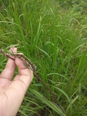 Bradypodion thamnobates