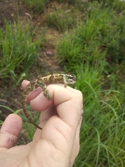 Bradypodion thamnobates