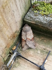 Agrochola meridionalis