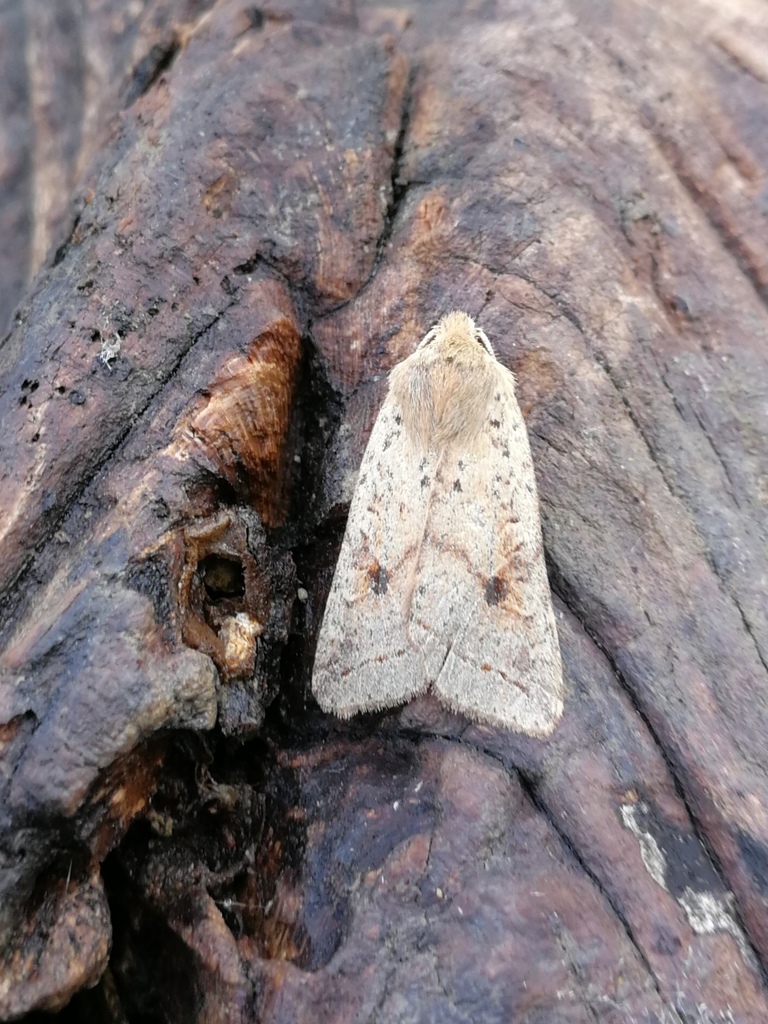 Agrochola blidaensis