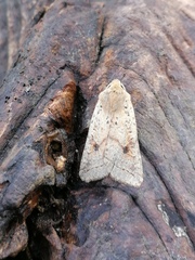 Agrochola blidaensis
