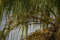 Livistona decora
