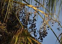 Livistona decora