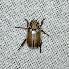 Anoplognathus abnormis