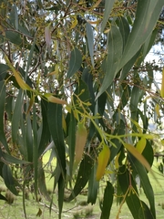 Eucalyptus fastigata