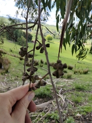 Eucalyptus fastigata