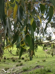 Eucalyptus fastigata