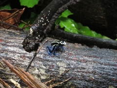 Dendrobates tinctorius
