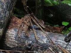 Dendrobates tinctorius