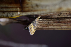 Glaucocharis chrysochyta