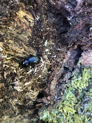 Pterostichus aethiops