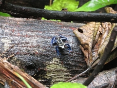 Dendrobates tinctorius