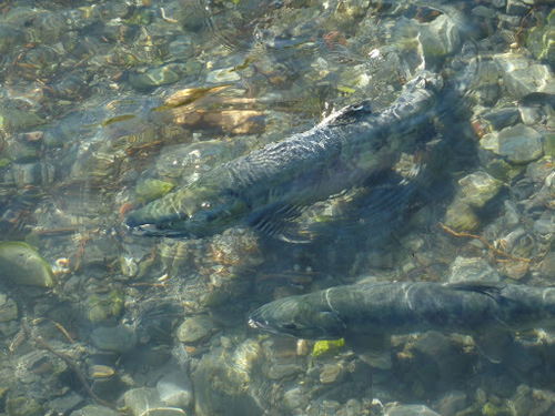 Chum Salmon