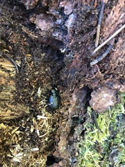 Pterostichus aethiops