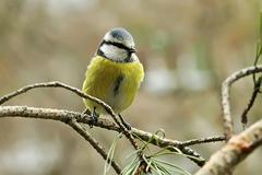 Cyanistes caeruleus