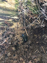 Pterostichus aethiops