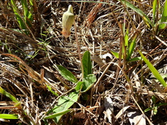 Chaptalia integerrima