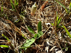 Chaptalia integerrima