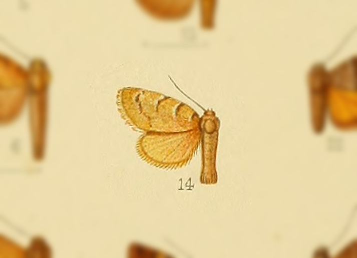 Cretonia floccifera