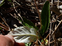 Chaptalia integerrima