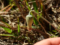 Chaptalia integerrima